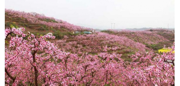 桃花谷選用美天垃圾桶